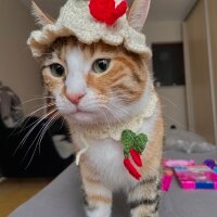 Tekir Kedi, Kedi  Şans fotoğrafı