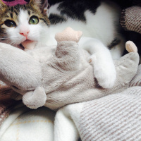 Tekir Kedi, Kedi  Ceku fotoğrafı