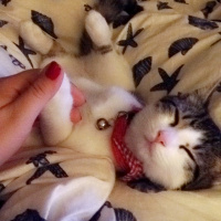 Tekir Kedi, Kedi  Ceku fotoğrafı