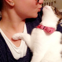 Tekir Kedi, Kedi  Ceku fotoğrafı