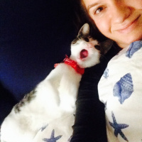 Tekir Kedi, Kedi  Ceku fotoğrafı