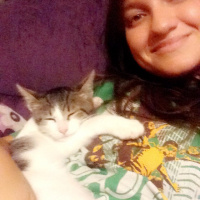 Tekir Kedi, Kedi  Ceku fotoğrafı