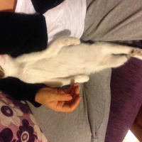 Tekir Kedi, Kedi  Ceku fotoğrafı