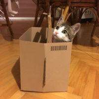 Tekir Kedi, Kedi  Ceku fotoğrafı