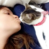 Tekir Kedi, Kedi  Ceku fotoğrafı