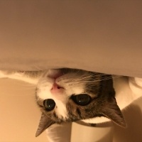 Tekir Kedi, Kedi  Ceku fotoğrafı