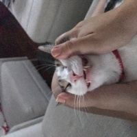 Tekir Kedi, Kedi  Ceku fotoğrafı