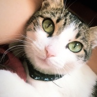 Tekir Kedi, Kedi  Ceku fotoğrafı