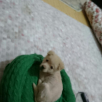 Sokö (Sokak Köpeği), Köpek  eolo fotoğrafı