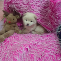 Sokö (Sokak Köpeği), Köpek  eolo fotoğrafı