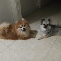 Pomeranyalı, Köpek  Yumak fotoğrafı