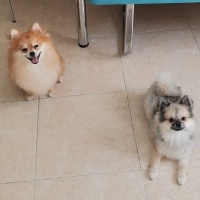 Pomeranyalı, Köpek  Yumak fotoğrafı