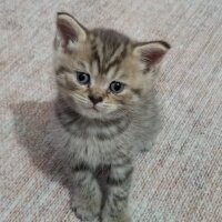 British Shorthair, Kedi  Küçük aslan yavruları fotoğrafı