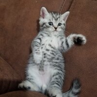 British Shorthair, Kedi  Küçük aslan yavruları fotoğrafı