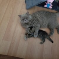 British Shorthair, Kedi  Küçük aslan yavruları fotoğrafı