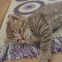 British Shorthair, Kedi  Küçük aslan yavruları fotoğrafı