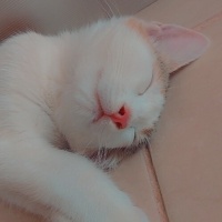 Tekir Kedi, Kedi  Aşko fotoğrafı