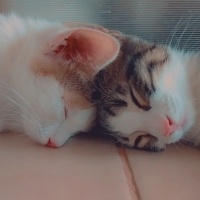 Tekir Kedi, Kedi  Aşko fotoğrafı