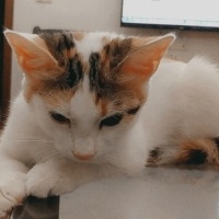 Tekir Kedi, Kedi  Aşko fotoğrafı