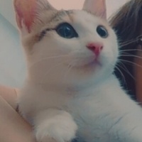 Tekir Kedi, Kedi  Aşko fotoğrafı
