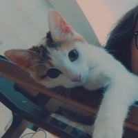 Tekir Kedi, Kedi  Aşko fotoğrafı