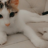 Tekir Kedi, Kedi  Aşko fotoğrafı