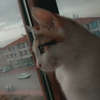 Tekir Kedi, Kedi  Aşko fotoğrafı