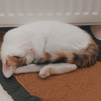 Tekir Kedi, Kedi  Aşko fotoğrafı