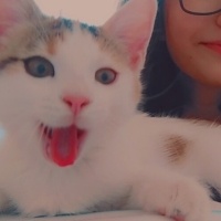 Tekir Kedi, Kedi  Aşko fotoğrafı