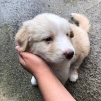 Golden Retriever, Köpek  Murphy fotoğrafı