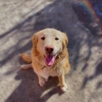 Golden Retriever, Köpek  Murphy fotoğrafı