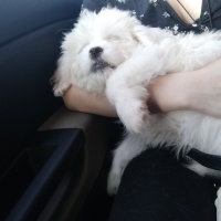Maltese, Köpek  Marla fotoğrafı