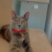 Tekir Kedi, Kedi  Prenses fotoğrafı