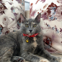 Tekir Kedi, Kedi  Prenses fotoğrafı