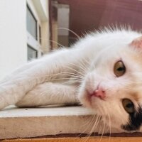 American Shorthair, Kedi  Şans fotoğrafı