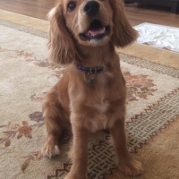 Amerikan Cocker Spaniel, Köpek  Pina fotoğrafı