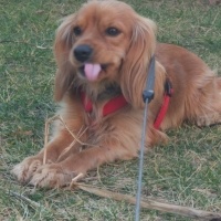 Amerikan Cocker Spaniel, Köpek  Pina fotoğrafı