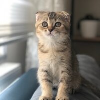 Scottish Fold, Kedi  İsmini alıcısı koyucak :) fotoğrafı