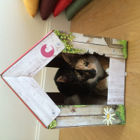 Tekir Kedi, Kedi  Çirkin fotoğrafı