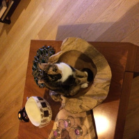 Tekir Kedi, Kedi  Çirkin fotoğrafı