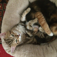 Tekir Kedi, Kedi  Miskin fotoğrafı