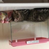 Tekir Kedi, Kedi  Müezza fotoğrafı