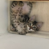 Tekir Kedi, Kedi  Müezza fotoğrafı
