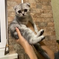 Scottish Fold, Kedi  Milka fotoğrafı