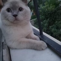 Scottish Fold, Kedi  Çakır fotoğrafı