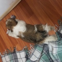 Shih Tzu, Köpek  Safkan shıt tzu fotoğrafı