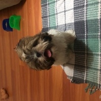 Shih Tzu, Köpek  Safkan shıt tzu fotoğrafı