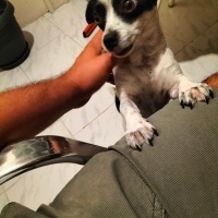 Sokö (Sokak Köpeği), Köpek  Çıtır fotoğrafı