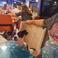 Sokö (Sokak Köpeği), Köpek  Çıtır fotoğrafı