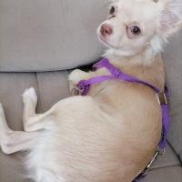Chihuahua, Köpek  Doggy fotoğrafı